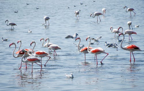 Kostenloses Stock Foto zu europa, farbig, flamingos