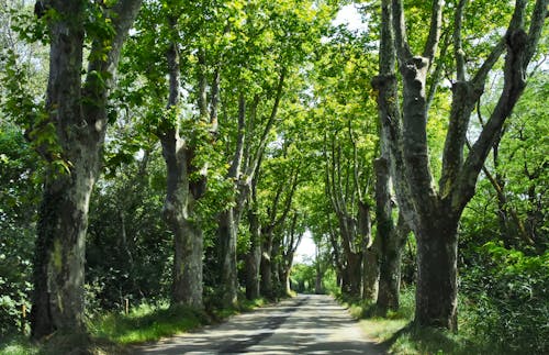 Free stock photo of avenue, beautiful nature, country road Stock Photo