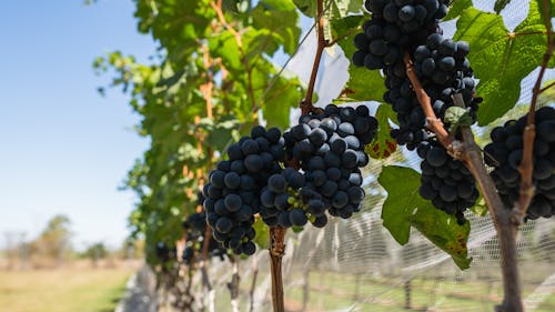 Free Fresh Grapes on the Vine Stock Photo