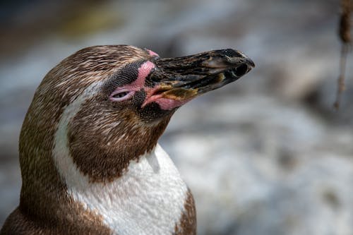 Close-Up Photo of an African Penguin