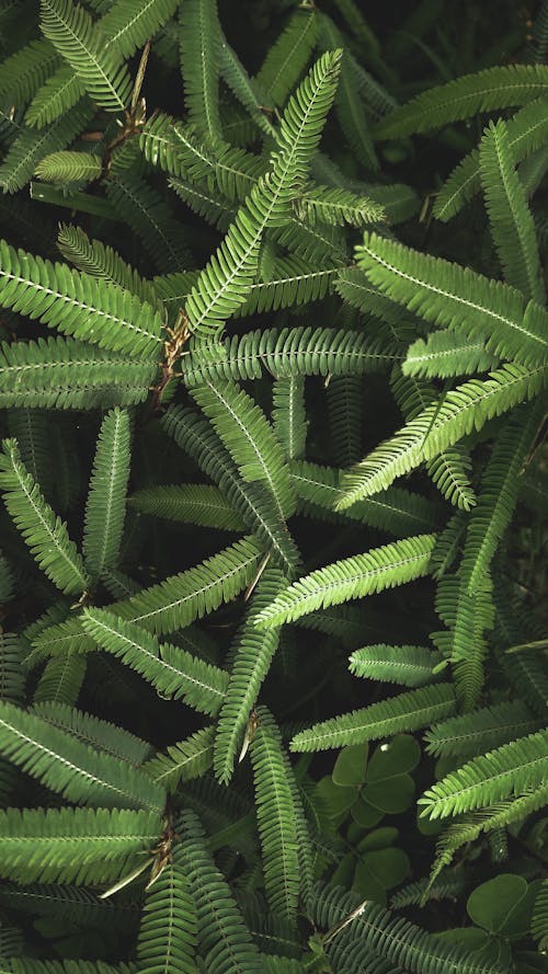 Free Close-Up Shot of Green Fern Leaves Stock Photo