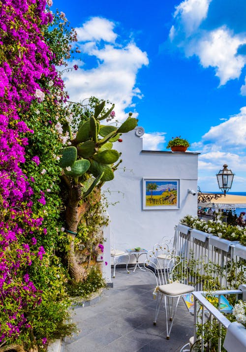 Free Veranda Surrounded by Green Cactus and Pink Bougainvillea Stock Photo