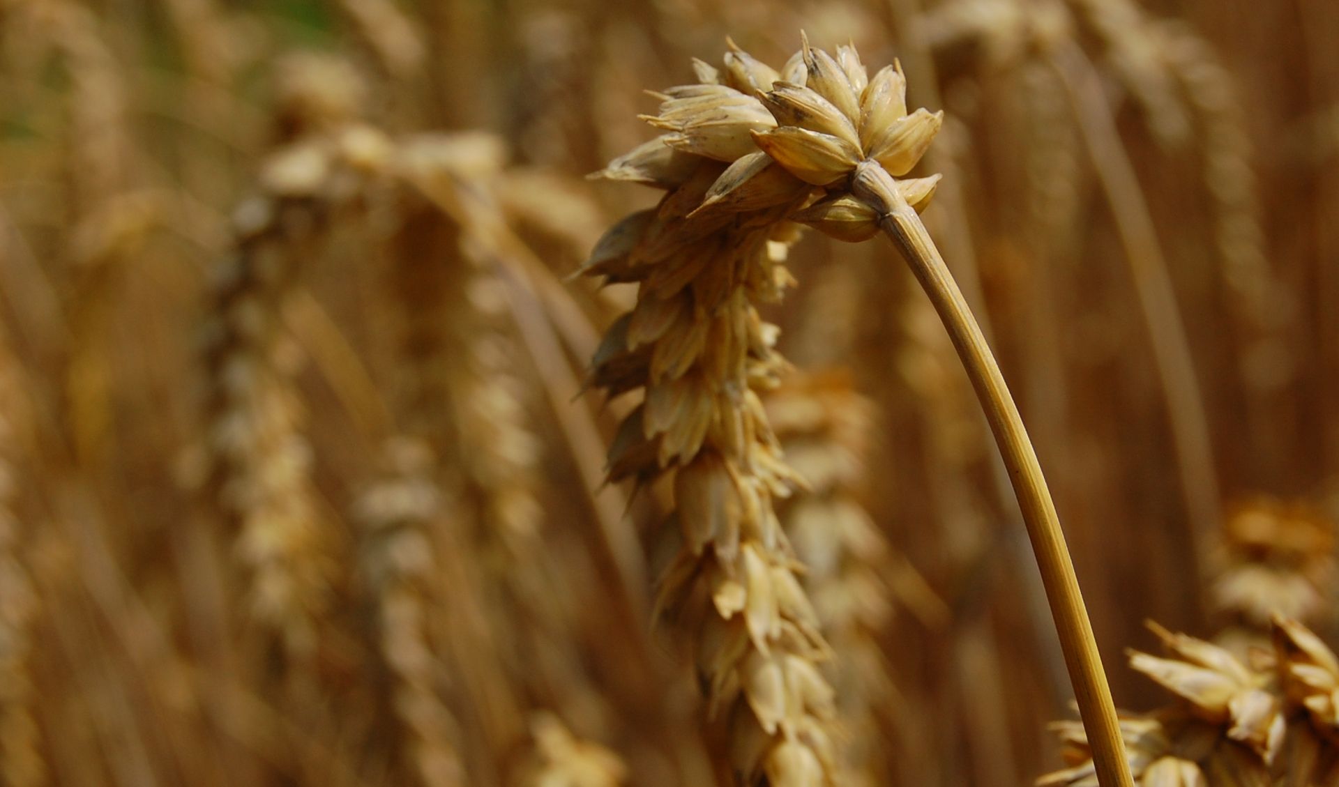 A detailed view of ripe wheat stalks basking in the sunlight, symbolizing harvest time.