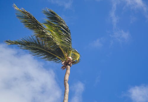 昼間の白い雲の下のココナッツの木