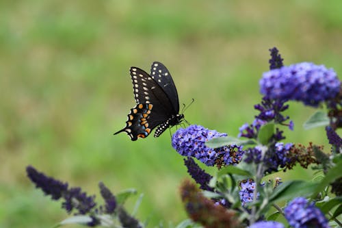 Free Black and White Butterfly Perched on Purple Flower Stock Photo