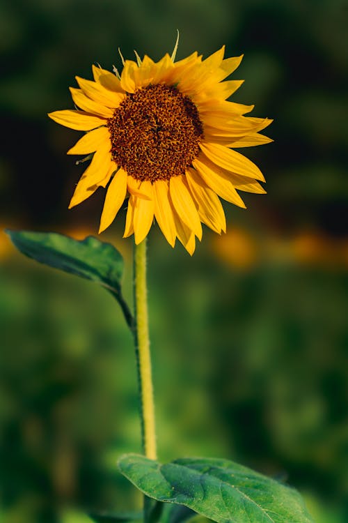 Close-Up Shot of Yellow Sunflower