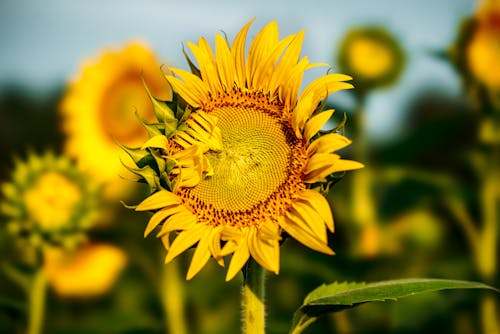 Gratuit Imagine de stoc gratuită din centrale, floarea-soarelui, floră Fotografie de stoc