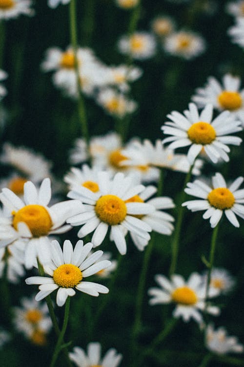 Free Close-Up Photograph of White and Yellow Daisy Flowers Stock Photo