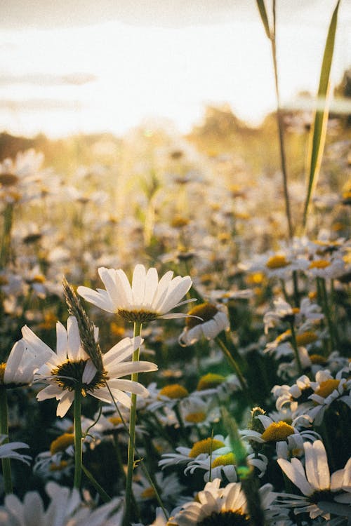 White Daisy Flowers in Bloom during Sunset