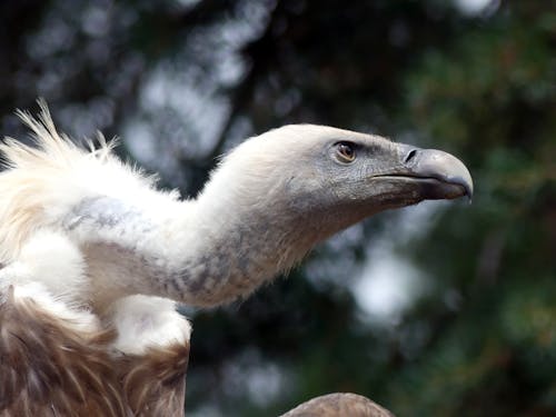 Free Close-up Photo of Wild Vulture Stock Photo