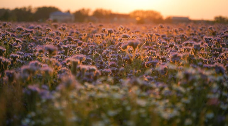 Lacy Phacelia In Tilt Shift Lens