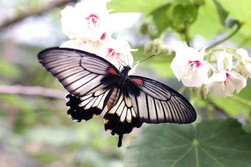 Серая и черная бабочка нюхает белый цветок