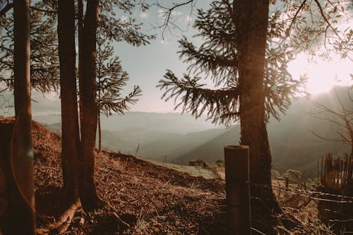 Základová fotografie zdarma na téma les, příroda, prostředí