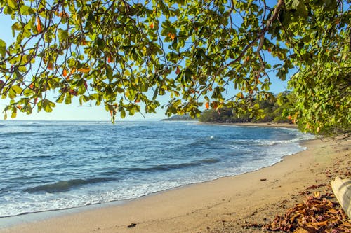 бесплатная Деревья на берегу моря в золотой час Стоковое фото
