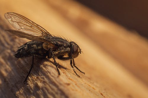 Foto d'estoc gratuïta de fotografia macro, insecte, mosca