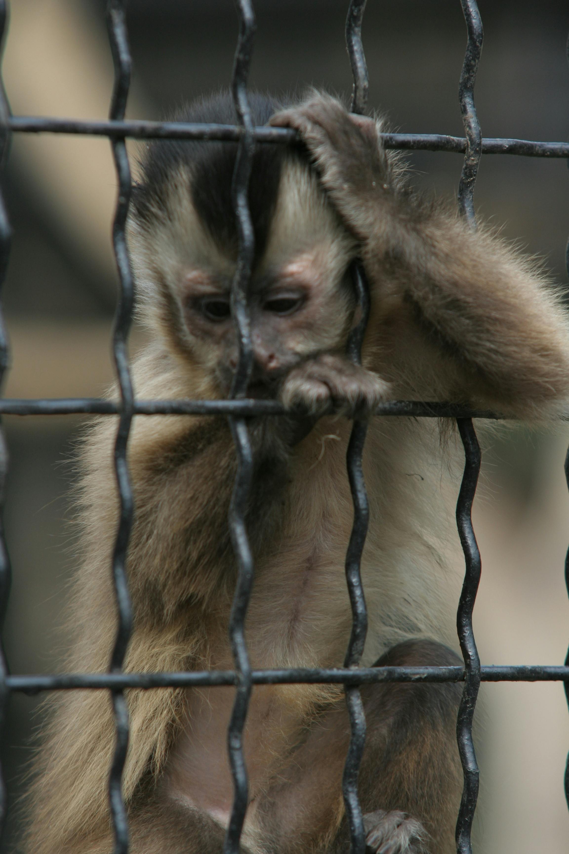 Free stock photo of cage, monkey, sad