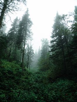 A mysterious forest scene with towering pine trees and misty atmosphere, evokes a serene and mystical vibe.