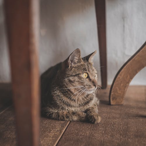 Free Brown Tabby Cat Sitting on Brown Wooden Floor Stock Photo