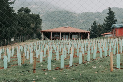 围栏, 樹木, 田 的 免费素材图片