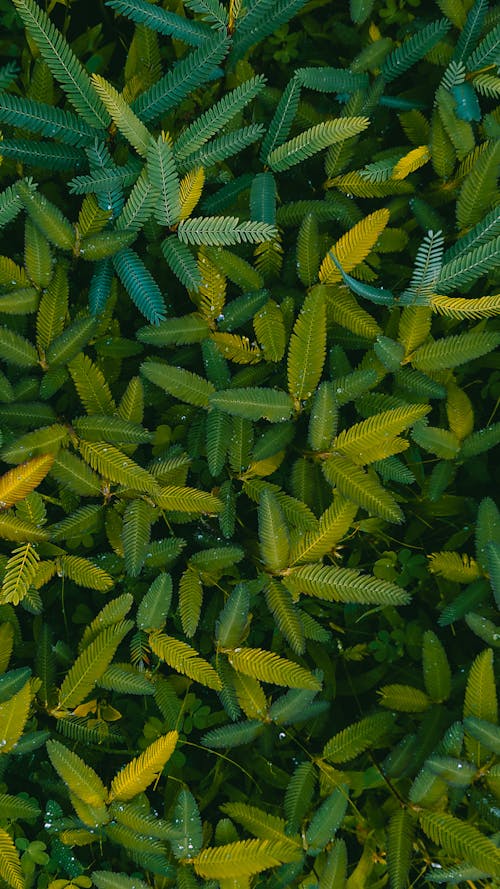 Overhead Shot of Fern Plants with Green Leaves