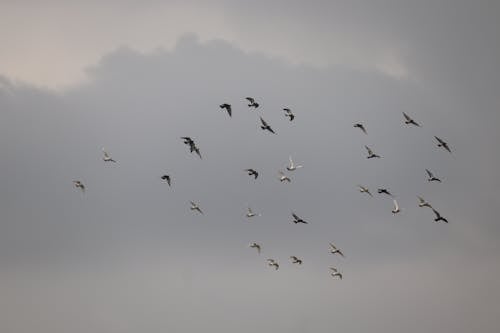 Gratis lagerfoto af dyrefotografering, flyve, fugleflok