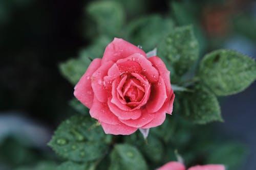 Free Overhead Shot of a Pink Rose with Water Droplets Stock Photo