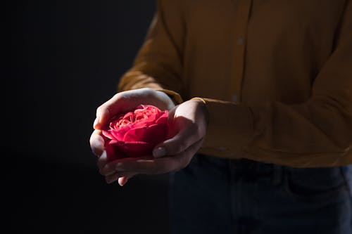 Person Holding Red Rose in Her Palm Hands