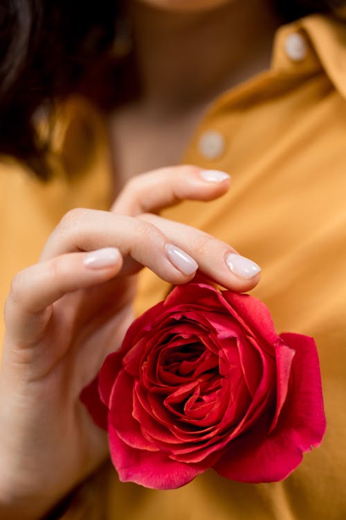 Close-Up Photo of a Person Touching a Red Rose