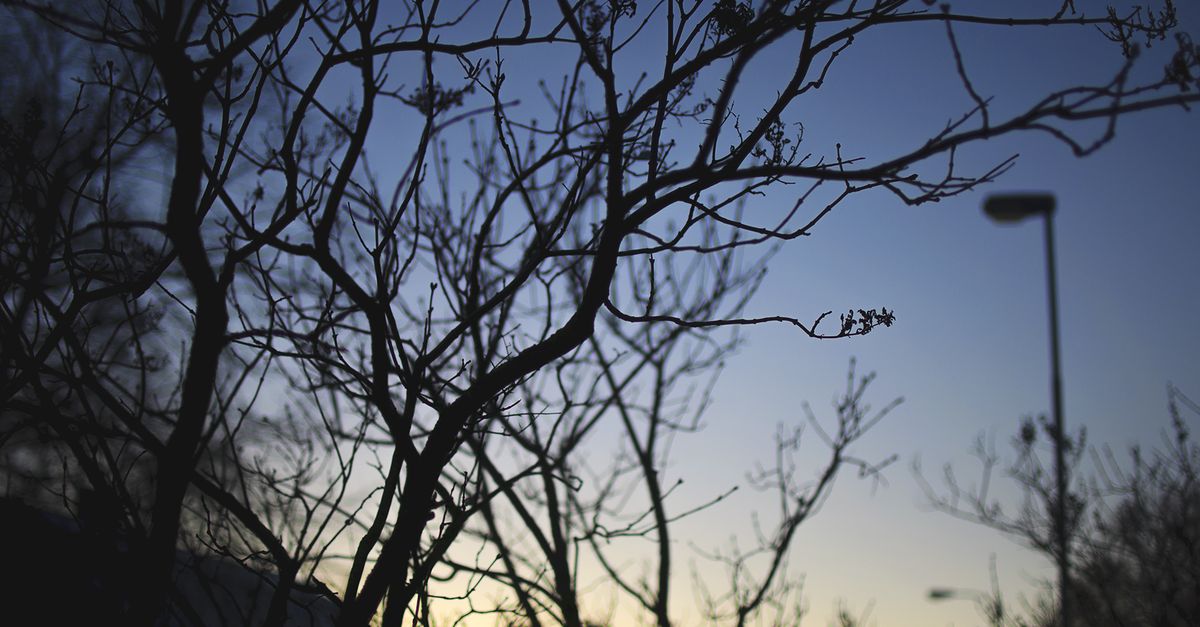 Tree During Night Green Leaf Tree during Night Time · Free Stock Photo