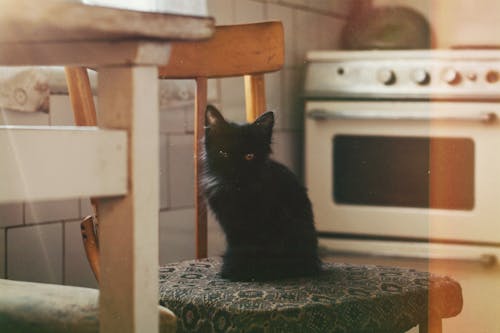 Photograph of a Black Kitten on a Chair