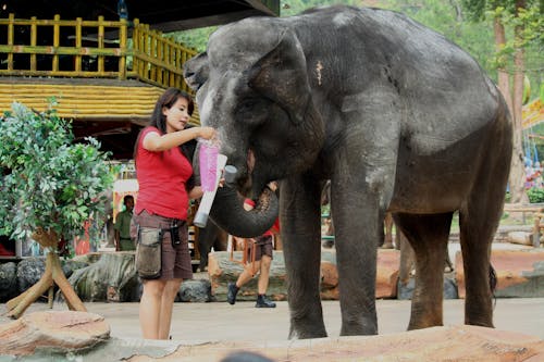 Woman standing beside an Elephant 