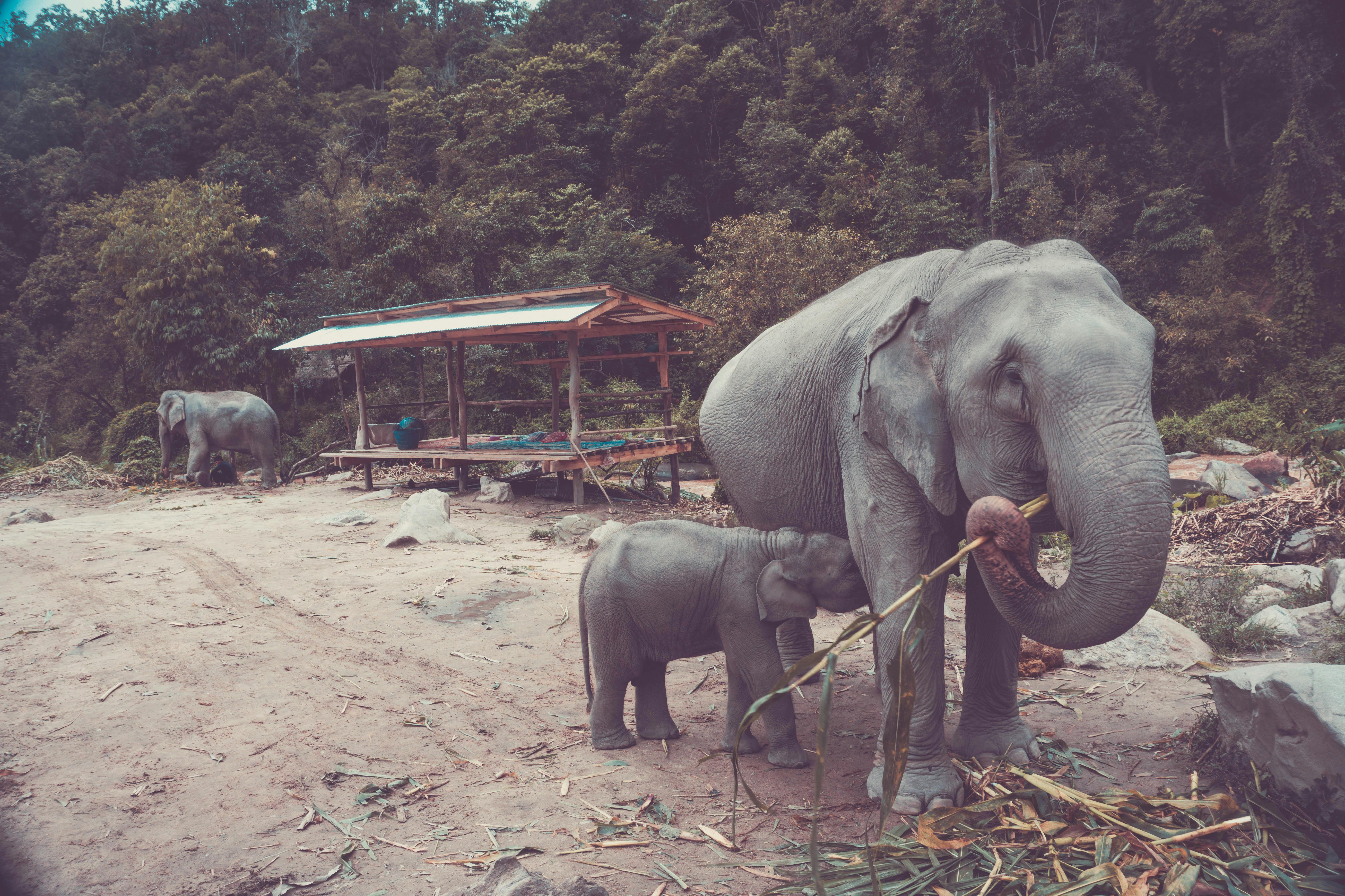Lễ hội vùng cao