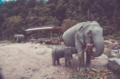 Foto profissional grátis de Chiang Mai, elefante bébé, elefante truni