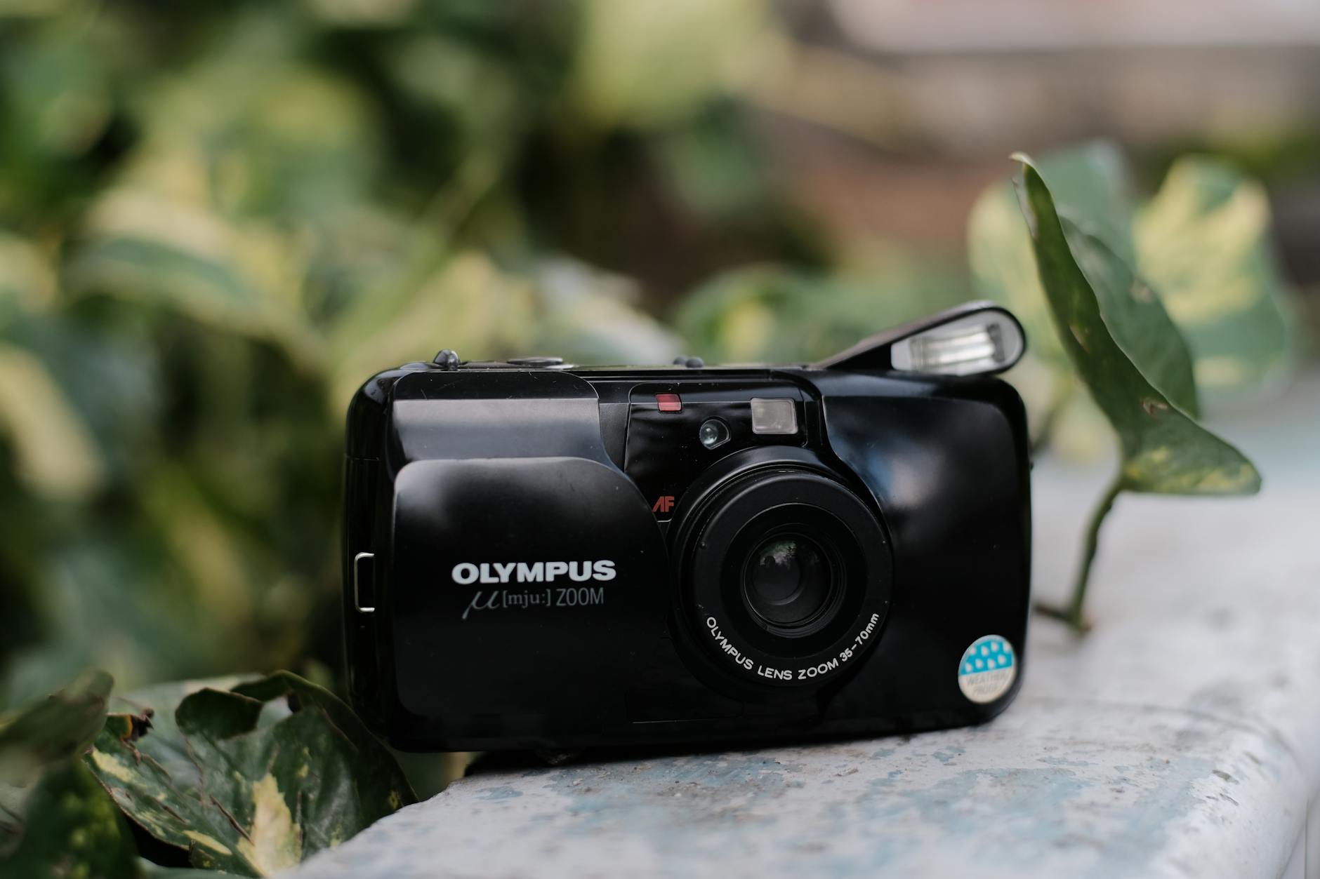 Vintage Olympus mju Zoom camera in natural outdoor setting with foliage background.