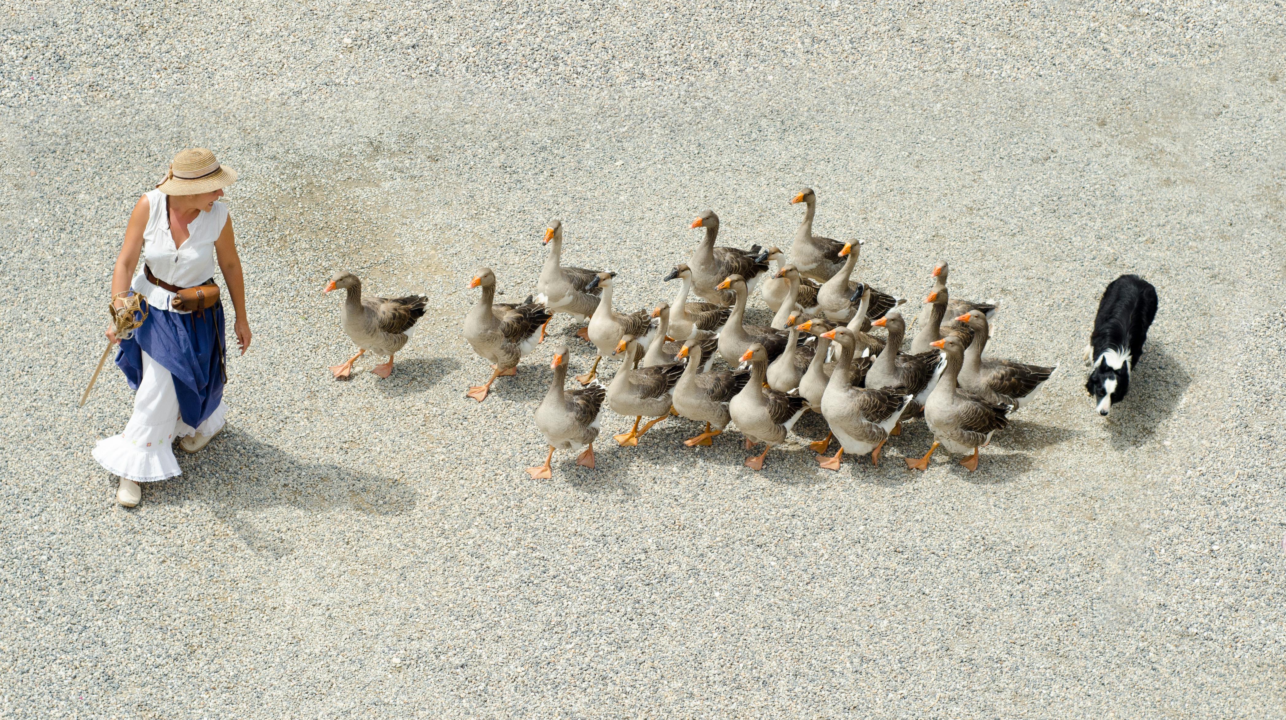 Woman in White Sleeveless Shirt Walking on Gray Sand Followed by Brown and Black Ducks and Black and White Dog