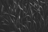 特写镜头中的叶片单色画面，展现了大自然的纹理与生长过程