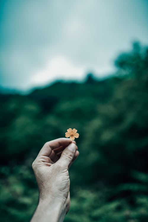 Free Close-Up Shot of a Person Holding a Flower Stock Photo
