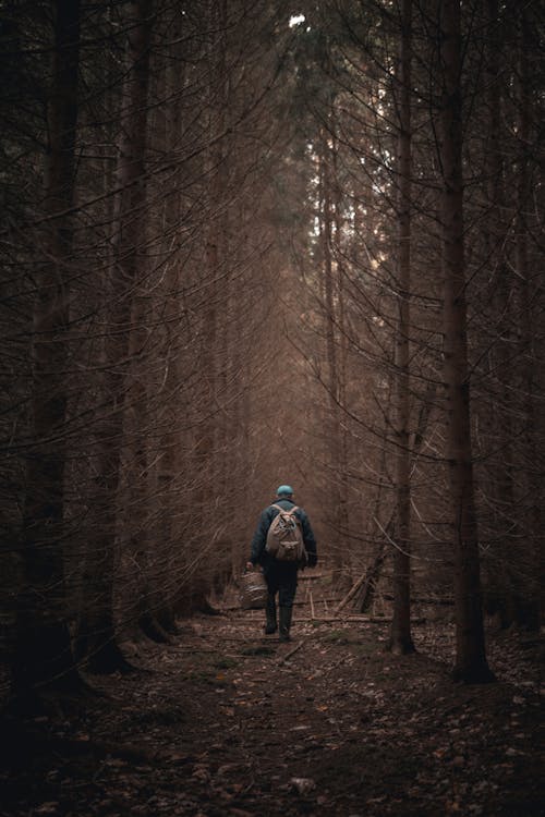 Kostenloses Stock Foto zu abenteuer, bäume, gehen