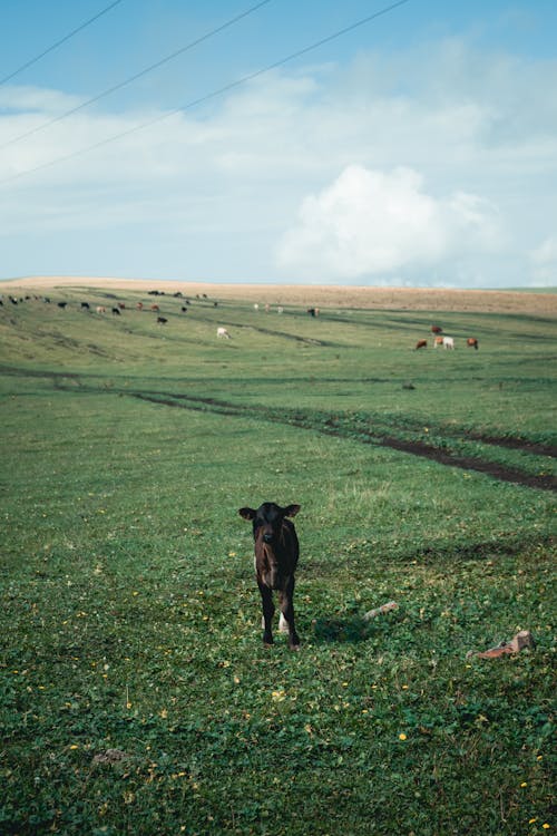 Foto profissional grátis de agricultura, animais, animais da fazenda