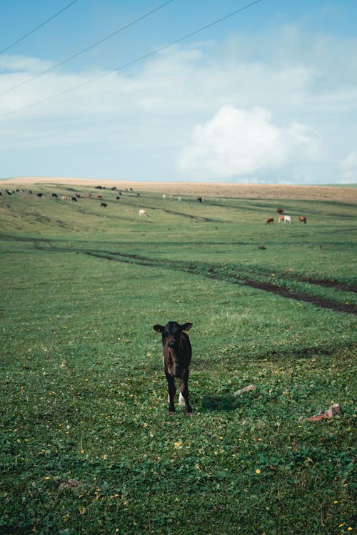 Kostenloses Stock Foto zu feld, gras, grasen