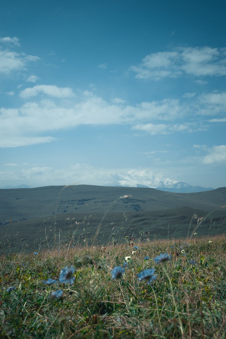 Green Grass Field With Flowers Under Blue Sky