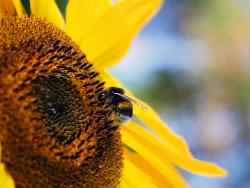 Close-Up Shot of a Bee on a Sunflower 