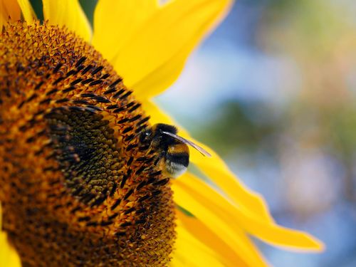 Free A bee pollinating a bright sunflower in the summer sunlight. Perfect nature photography example. Stock Photo