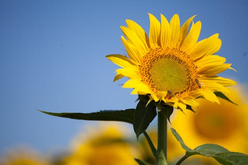Close-Up Shot of Sunflower in Bloom