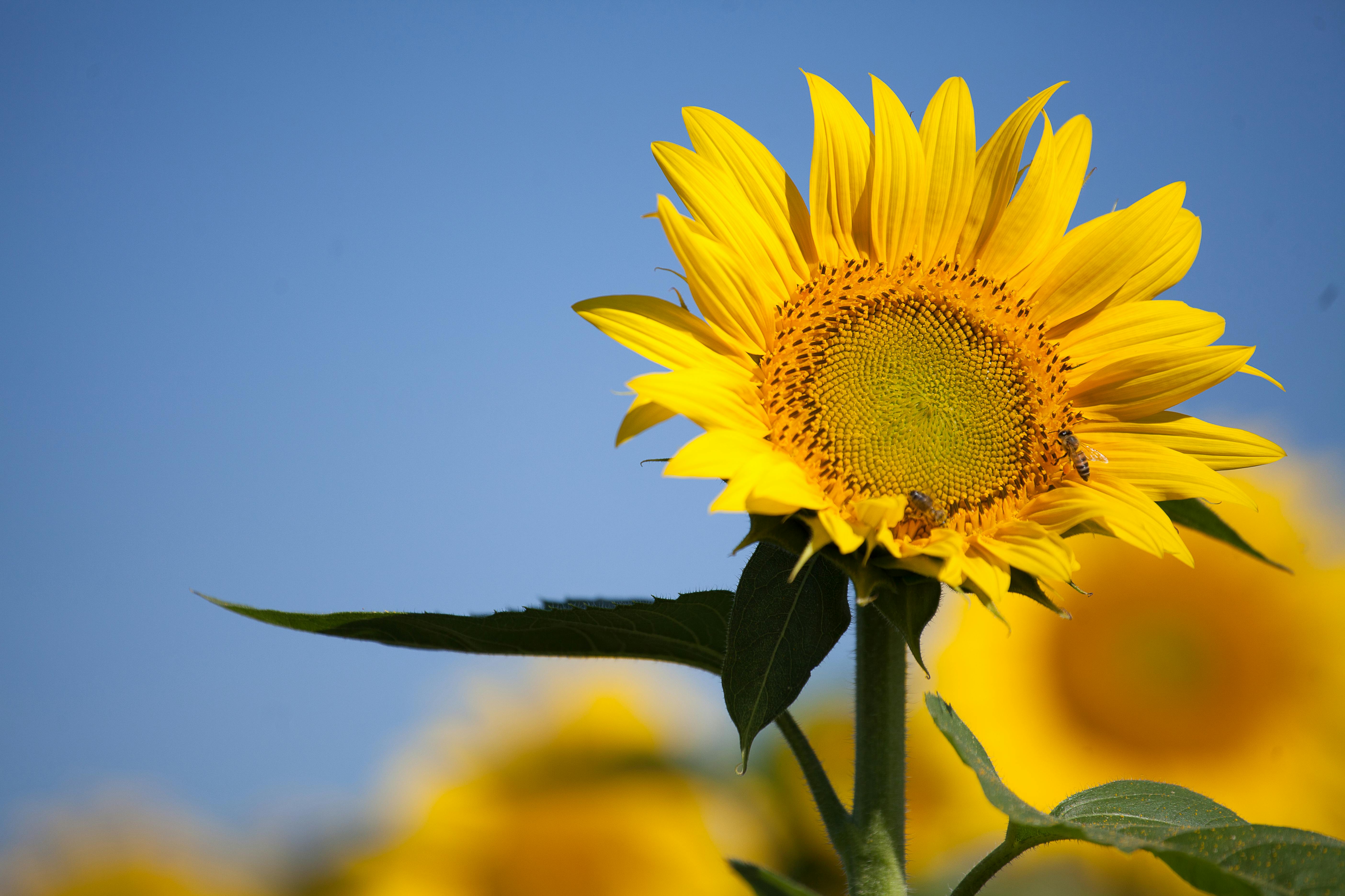 Yellow Sunflowers · Free Stock Photo