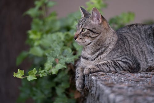 Free Close-Up Shot of a Tabby Cat Lying on a Concrete Floor Stock Photo