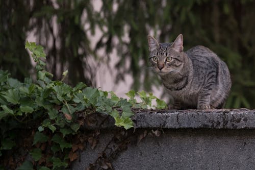 Close-Up Shot of a Tabby Cat on a Concrete Wall