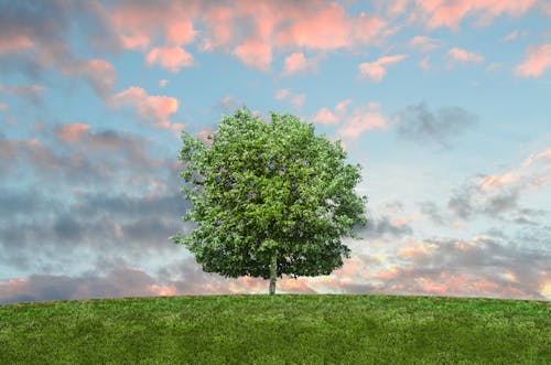 Green Tree during Sunset