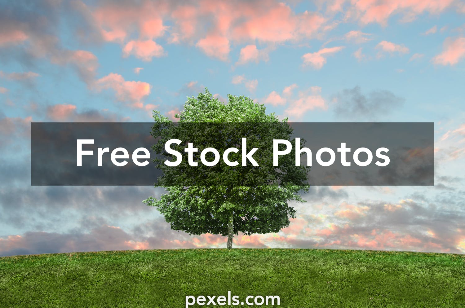 90 000 Best Tree Photos 100 Free Download Pexels Stock Photos