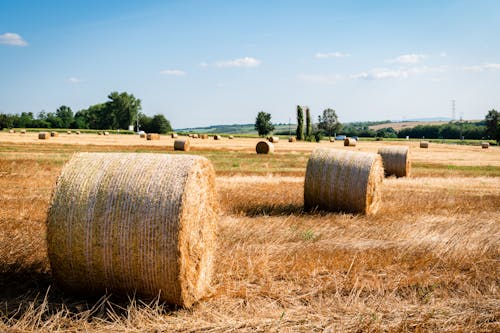 Free Rolls of Brown Hays on Brown Field  Stock Photo